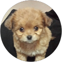 Bambi Pingu profile picture